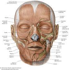 Muscles Of The Skull Face Atlas Of Anatomy Face Muscles Anatomy Facial Muscles Anatomy Muscles Of The Face