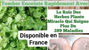 Tomber Rapidement Enceinte Enceinte Avec Ceci - YouTube