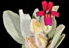 Image result for Acanthaceae