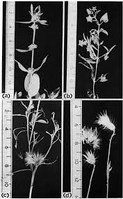 Image result for Tephrosia polystachya