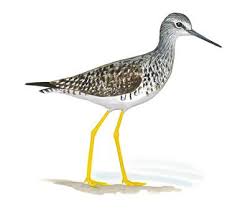 Common Birds Of Cape Cod Lesser Yellowlegs Small Ponds Field Guide Birds