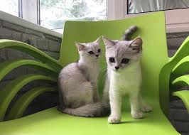 Akin Pet Home Facebook