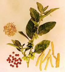 Image result for Withania