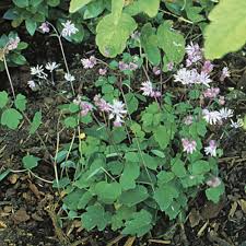 It grows two to three foot. Dwarf Meadow Rue Finegardening