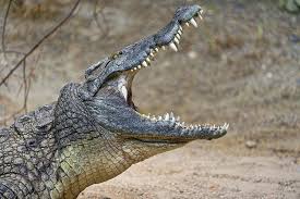 Sydney Australia Australian Police Say They Have Found Human Remains Inside A Crocodile That Is Believ Crocodile Saltwater Crocodile Reptiles And Amphibians