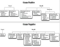 Development Of A Flow Chart For Identification Of