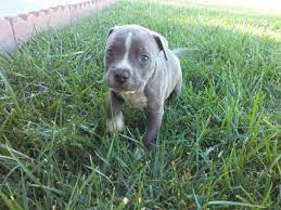Pitbull puppies for sale 250 california. Pitbull Puppies For Sale California Page 3