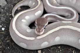 Mystic Mojave Ball Python Python Regius Python Regius Pet Snake Cute Reptiles