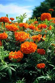 Image result for Tagetes erecta