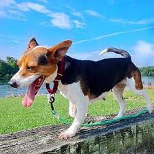 Advertise a pet for free. Dachshund For Sale Knoxville Tn