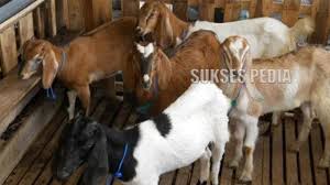 Siapa yang tidak mau, semua orang pasti mengininkanya. Panduan Lengkap Cara Sukses Ternak Kambing Jawa Bagi Pemula Mudah Youtube