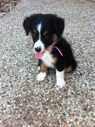 Border Aussie Puppy Mix Of Australian Shepherd And Border Collie Want Want Want Need Need Need Oh My Good Cute Dogs And Puppies Puppy Mix Aussie Puppies