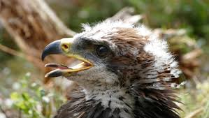 Maybe you would like to learn more about one of these? Kungsornssymposium I Kungalv 14 15 Oktober Birdlife Sverige