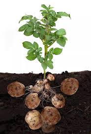 potato