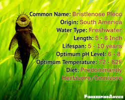 The Ultimate Bristlenose Pleco Care Guide Fish Keeping Advice