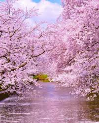 instagram 上的 captainkaieda 1093 see you next year in hirosaki park sakura 桜 wonderful p japanese landscape aesthetic photography nature beautiful nature