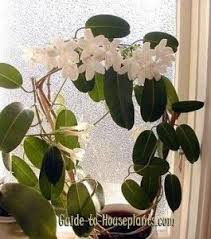 Madagascar Jasmine Makes A Beautiful Fragrant House Plant Also Called The Hawaiian Wedding Plant Its Fl Jasmine Plant Indoor Flowering Plants Wedding Plants