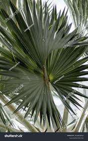 Image result for Borassus aethiopum