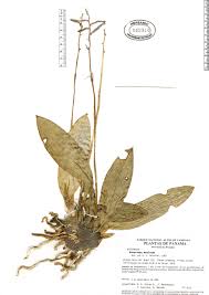 Image result for Oeceoclades maculata