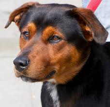 Bist du auf der suche nach einem schäferhund. Rottweiler Mix Und Mischling Rottweiler De