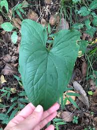 Image result for Stylochaeton