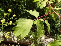 Image result for Acer negundo