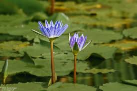 Image result for Nymphaea nouchali
