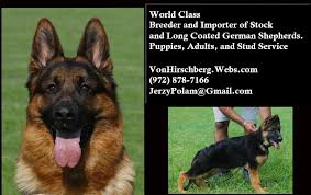 Long haired german shepherds are also called long coat german shepherd, long stock hair gsd, long stock coat, or coaties german shepherd. Top Quality Long Coat German Shepherd Male