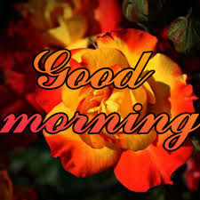 Wishing good morning is the perfect way to inspire your loved ones to make their day worth living. 50 Good Morning Red Rose Images Free Download Best Wishes Image