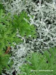 Image result for Pelargonium domesticum round-leaved bushy