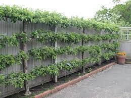 Washington tree fruit research commission has recently funded a trellis engineering analysis project. Espalier Fruit Trees I Want To Learn How To Do This Fruit Trees Backyard Espalier Fruit Trees Fruit Tree Garden