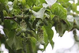 Image result for Hymenodictyon parvifolium