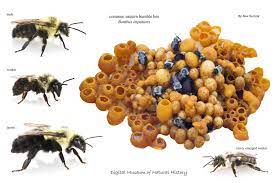 Bumblebees are round and fuzzy; Bumblebee Nest Bee Bumble Bee Bumble Bee Nest