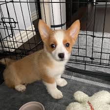 Looking for a corgi puppy to add to your family? Adopt A Pembroke Welsh Corgi Puppy Near Dallas Tx Get Your Pet