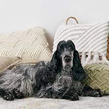 Download 620+ royalty free cocker spaniel vector images. English Cocker Spaniel Full Profile History And Care