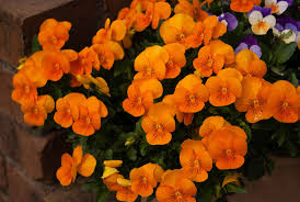 My favourite flower quotes and verses. Popular Orange Flower Varieties