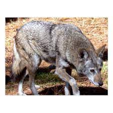 North American Sly Red Wolf Postcard Zazzle Com In 2021 Red Wolf Rare Animals Animals Wild