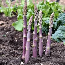 Image result for Asparagus suaveolens