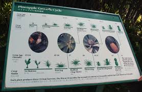 The life cycle of a pineapple from planting to harvest, paddock to plate is a 2 year journey! Hein Un Ananas Everything Is Homemade
