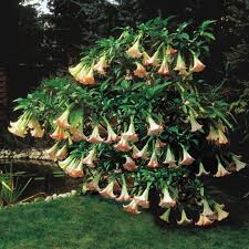 Image result for Brugmansia