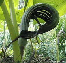 Arisaema franchetianum'hugo', photo by robert pavlis. Arisaema Franchetianum