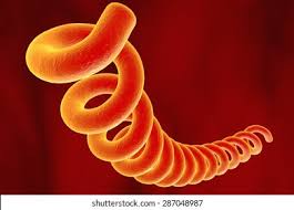 Image result for Treponema
