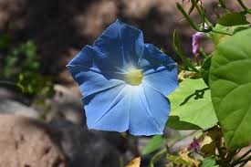 Image result for Ipomoea Heavenly Blue