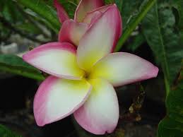 Pin On Plumeria Frangipani