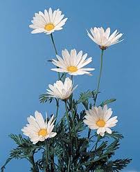 Image result for Argyranthemum frutescens