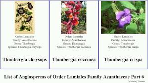 Image result for Thunbergia crispa
