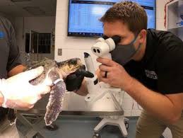 Texas A&M Students Help With Sea Turtle Rescue