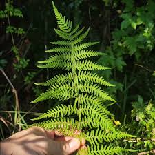 Image result for Thelypteridaceae