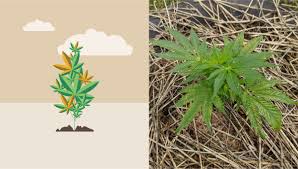 But get on a schedule where. What Light Cycle Is Best For Cannabis Grow Growdiaries