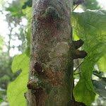 Image result for Leptactina arborescens